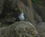 Blue Ground Dove - Claravis pretiosa