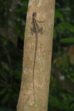 Striped Basilisk Lizard - Basiliscus vittatus