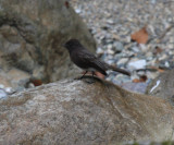 Black Phoebe - Sayornis nigricans