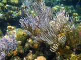 Soft Corals Order Alcyonacea