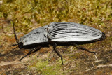 Chalcolepidius rugatus