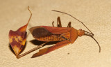 Anisoscelis affinis