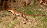 Puerto Rican Crested Anole - Anolis cristatellus