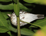 Wood Thrush - Hylocichla mustelina (sleeping)