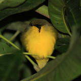 Kentucky Warbler - Oporornis formosus?