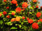  Chinese Ixora - Ixora chinensis 