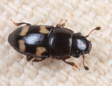 Four-spotted Sap Beetle - Glischrochilus quadrisignatus