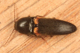 Ampedus protervus