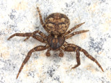 Bassaniana utahensis