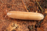 Polyzoniidae - Petaserpes cryptocephalus