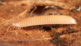 Polyzoniidae - Petaserpes cryptocephalus