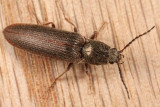 Sylvanelater cylindriformis