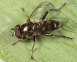 Chalcosyrphus sp.