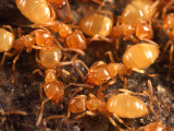 Lasius sp.