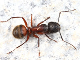 Camponotus chromaiodes