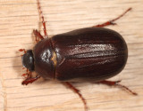 Phyllophaga anxia