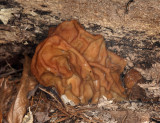 Gyromitra esculenta (False Morel)