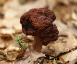 Gyromitra esculenta (False Morel)