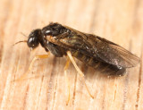 Acordulecera dorsalis