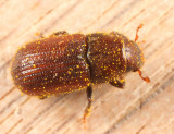 Red Turpentine Beetle - Dendroctonus valens