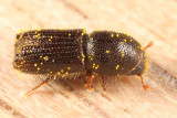 Orthotomicus caelatus