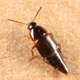 Tachinus fumipennis