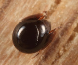 Galumnidae