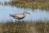 Willet - Tringa semipalmata