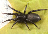 Zelotes hentzi (female)