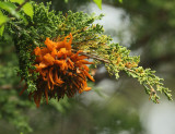 Gymnosporangium juniperi-virginiae (Cedar Apple Rust)