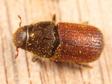 Spruce Beetle - Dendroctonus rufipennis (probably)