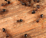 Phruronellus formica (spider) - Crematogaster cerasi (ants)