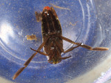 Notonecta irrorata