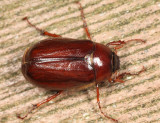 Phyllophaga anxia