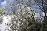 Poplars with cottony catkins