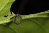 Attelabidae - oak leaf roll