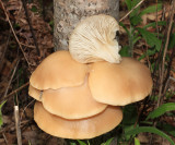 Pleurotus ostreatus (oyster mushroom)