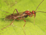 Proctotrupes pallidus (male)