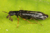 Ship-timber Beetles - Lymexylidae