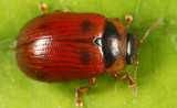 American Aspen Beetle - Gonioctena americana