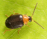 Sacodes thoracica