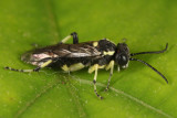 Macrophya senacca