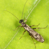 Paranemoura perfecta
