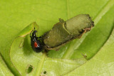 Oak Leafrolling Weevil - Synolabus bipustulatus