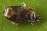 Lyctocoridae - Lyctocoris stalii