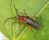 Two-lined Leather-wing - Atalantycha bilineata