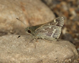 Pepper and Salt Skipper - Amblyscirtes hegon