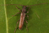Anelaphus pumilus