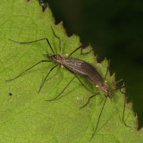 Gnophomyia tristissima (mating pair)
