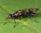 Xylophagus lugens